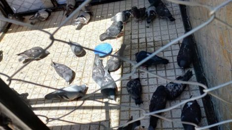 Enfermedad de Newcastle afecta a palomas en Oruro