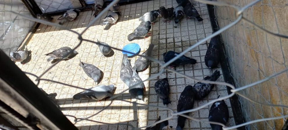 Enfermedad de Newcastle afecta a palomas en Oruro