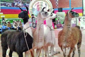 Programa de ahorro camélidos Oruro
