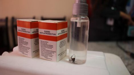Suero anti Latrodectus ante cualquier caso de picadura