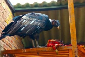Cóndor rescatado en Sipe Sipe