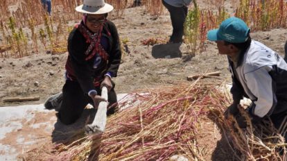 Planta procesadora de quinua en Soracachi