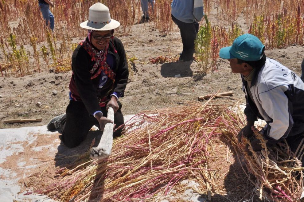 Planta procesadora de quinua en Soracachi