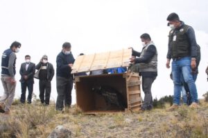 Liberan a Inti, el cóndor rescatado en el Parque Nacional Tunari