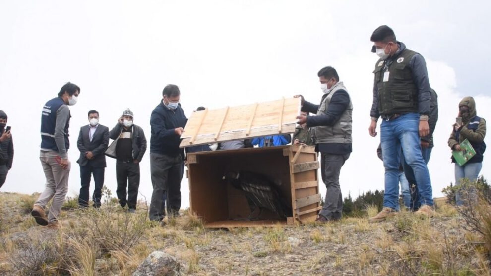 Liberan a Inti, el cóndor rescatado en el Parque Nacional Tunari