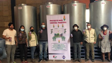 Chicha Taquiña dinamiza la producción tradicional de maíz en Cochabamba