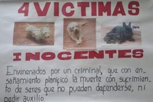 Envenenamiento de perros en Cochabamba
