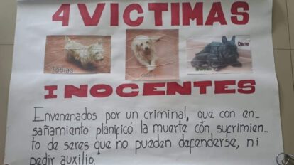 Envenenamiento de perros en Cochabamba