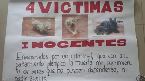 Envenenamiento de perros en Cochabamba