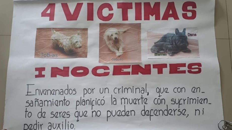 Envenenamiento de perros en Cochabamba