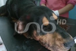 Ataque a perro en Cochabamba