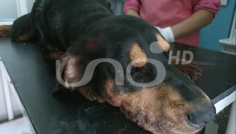 Ataque a perro en Cochabamba