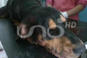 Muerte de un can a machetazos