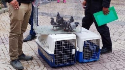 Reinsertan palomas recuperadas en la Plaza Principal