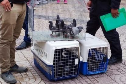 Reinsertan palomas recuperadas en la Plaza Principal