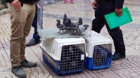 Reinsertan palomas recuperadas en la Plaza Principal