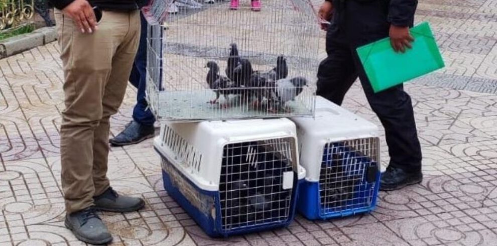 Reinsertan palomas recuperadas en la Plaza Principal