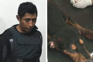 Biocidio de Koky en Cochabamba