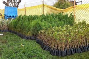 Campaña de forestación en Oruro con plantines del Ministerio de Medio Ambiente