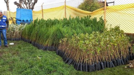 Campaña de forestación en Oruro con plantines del Ministerio de Medio Ambiente