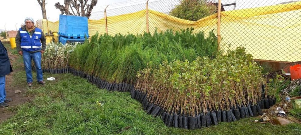 Campaña de forestación en Oruro con plantines del Ministerio de Medio Ambiente