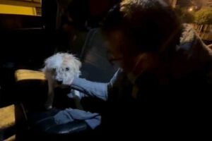 Rescate de animalitos en situación de calle durante inundaciones