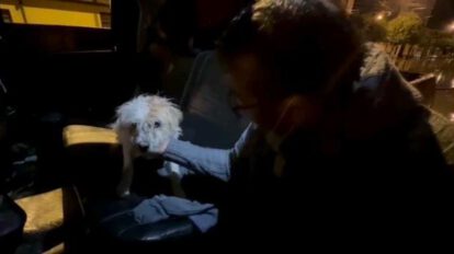 Rescate de animalitos en situación de calle durante inundaciones