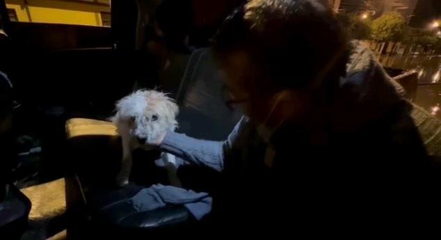 Rescate de animalitos en situación de calle durante inundaciones