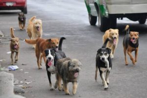 Envenenamiento de perros en Tarija