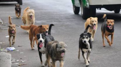 Envenenamiento de perros en Tarija