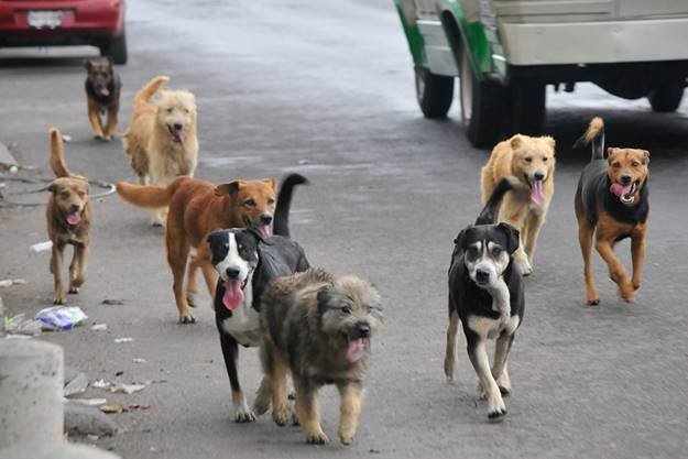Envenenamiento de perros en Tarija