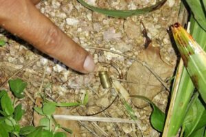 Asesinato en Puerto Quijarro