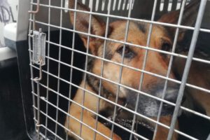 Feria 16 de Julio y rescate de animales