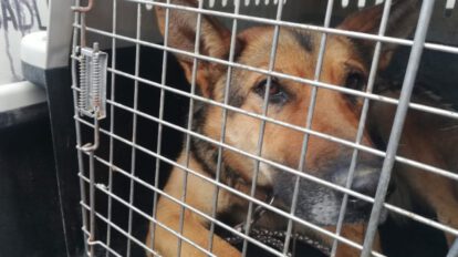 Feria 16 de Julio y rescate de animales