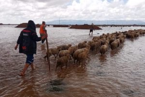 Inundación en Caracollo y evacuación de ganado ovino