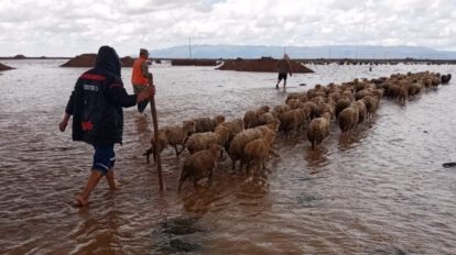 Inundación en Caracollo y evacuación de ganado ovino