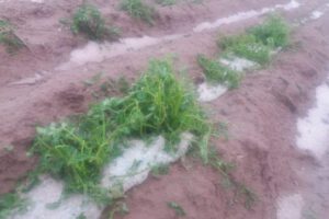 Granizada en San Pedro de Totora afecta producción agrícola