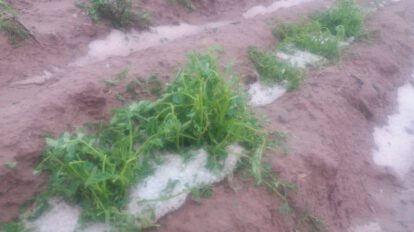 Granizada en San Pedro de Totora afecta producción agrícola