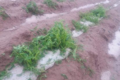 Granizada en San Pedro de Totora afecta producción agrícola