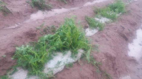 Granizada en San Pedro de Totora afecta producción agrícola