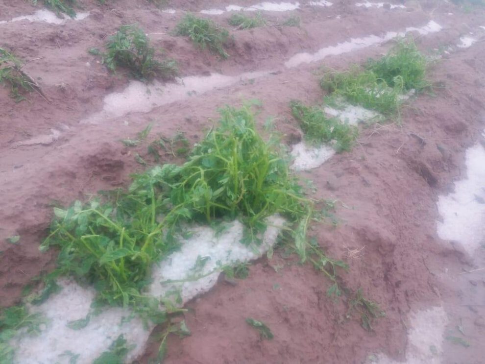 Granizada en San Pedro de Totora afecta producción agrícola