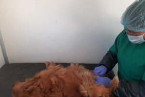 Campaña de esterilización canina y felina en Cemzoor