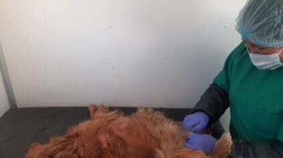 Campaña de esterilización canina y felina en Cemzoor