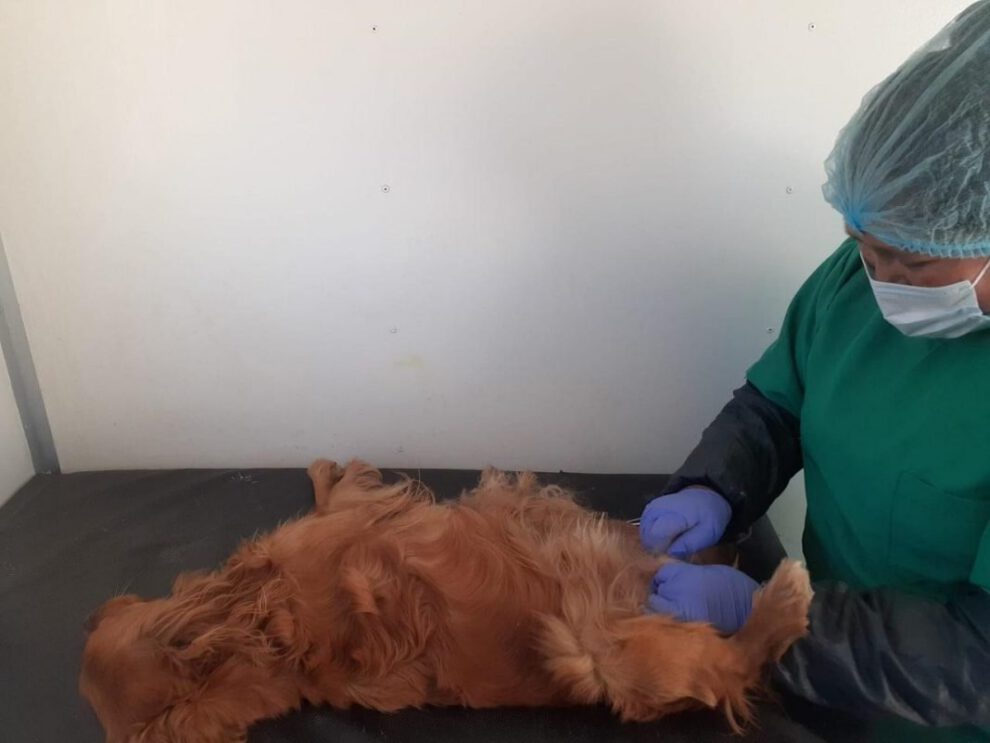Campaña de esterilización canina y felina en Cemzoor
