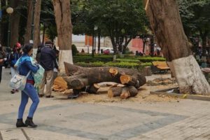 Tala de árbol centenario en Oruro