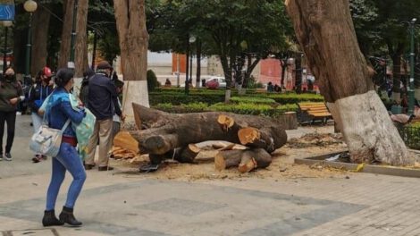 Tala de árbol centenario en Oruro