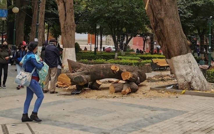 Tala de árbol centenario en Oruro