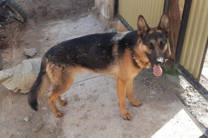 Perro salva a su dueño de un ataque