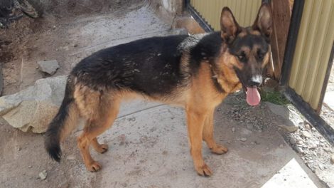 Perro salva a su dueño de un ataque