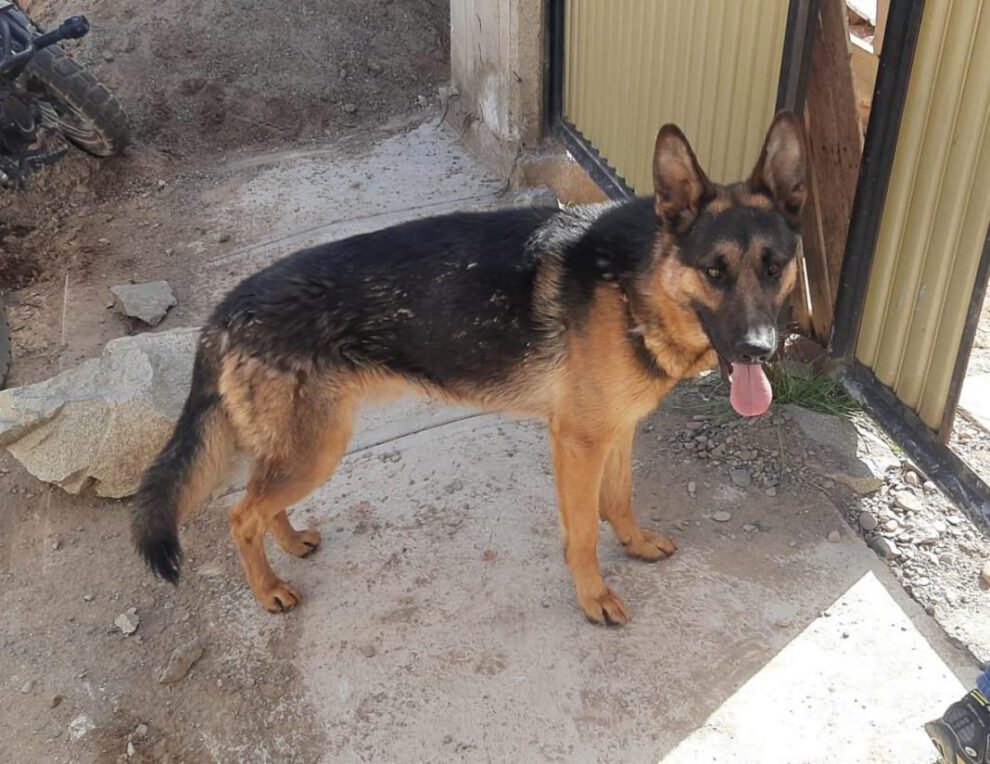 Perro salva a su dueño de un ataque